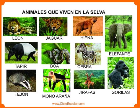 Animales que viven en el bosque, selva, mar, ríos, glaciares - Imágenes para recortar - Ciclo ...