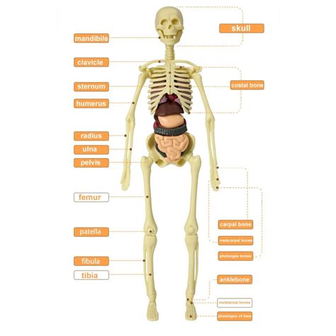 Human torso / skeleton - model anatomy - medical internal organs