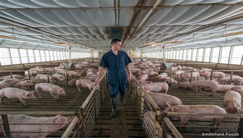 Smithfield Foods Reducing Hog Production in Beaver County