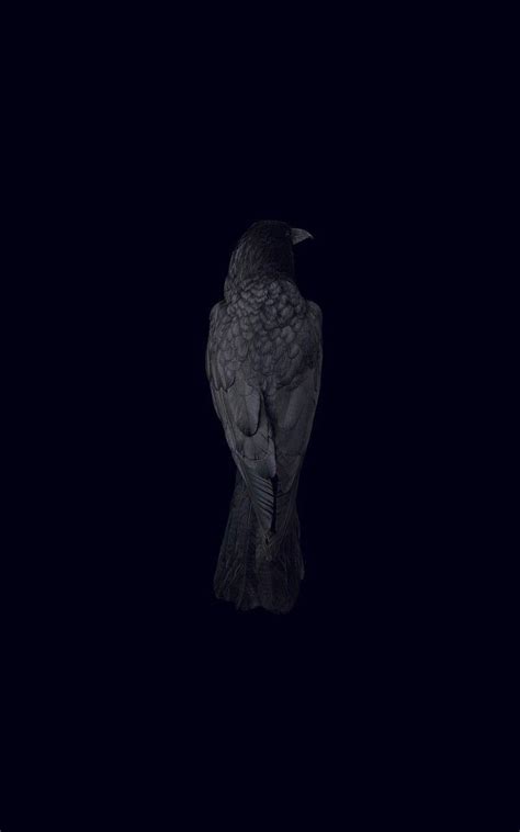 Dark Raven Wallpapers - Top Free Dark Raven Backgrounds - WallpaperAccess