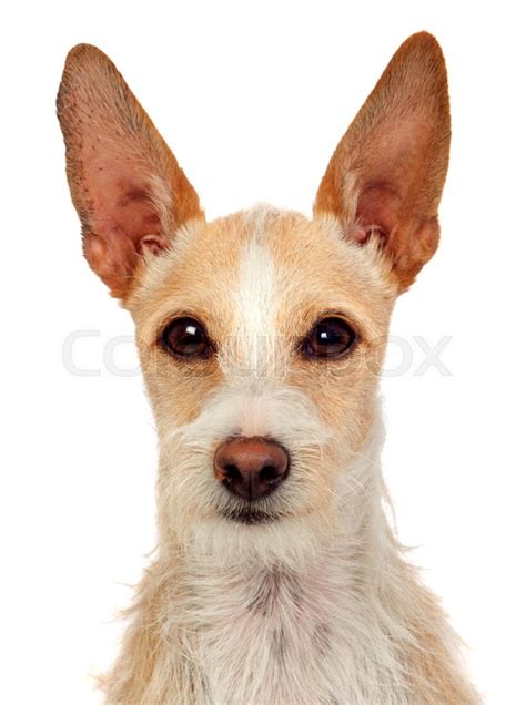 Portrait of a funny dog with big ears ... | Stock image | Colourbox