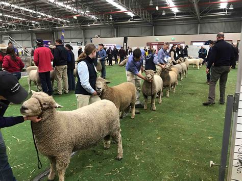 Australian Sheep and Wool Show, Bendigo 2022 - SOUTHDOWN AUSTRALIA