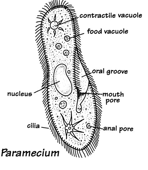 How To Draw Protists at How To Draw