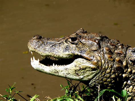 Did You Know These Facts About Broad-Snouted Caimans? – Animal Encyclopedia