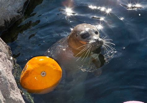 PHOTOS: Winnipeg zoo animals get new toy as part of Thanksgiving ...