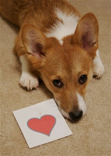 38 best images about Corgi Valentines! on Pinterest | Valentines ...