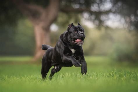 The Ultimate of Local Cane Corso Breeders – culturainah