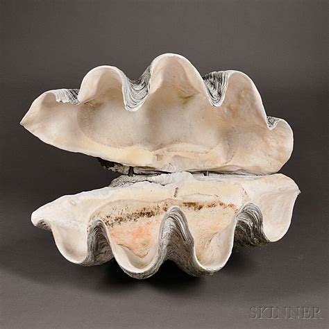 Giant Clam Shell Open