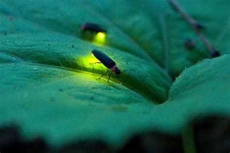 10 Fascinating Facts About Fireflies and Lightning Bugs