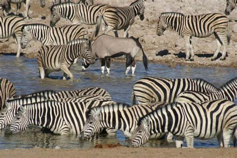 3 Days Etosha tour (Camping) 2024 - Windhoek