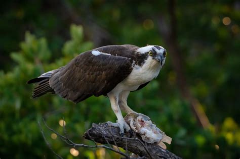 Differences: Hawk, Falcon, Eagle, Osprey, And Kite – All The Differences