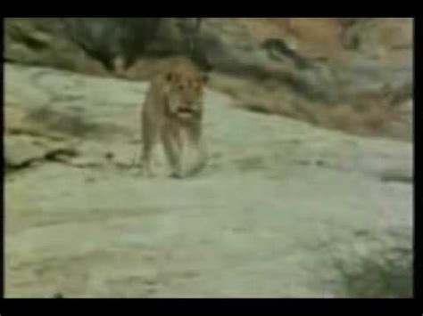 Charice rendition of My Heart Will Go On to Christian the Lion reunion - YouTube