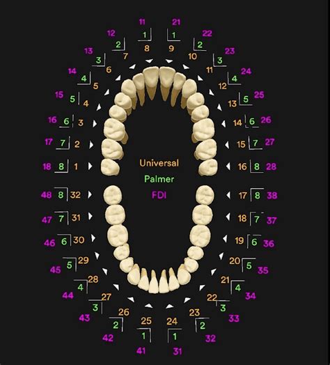 Tooth Numbering System Fdi Iso Palmer Ada Dental Numbering Systems ...