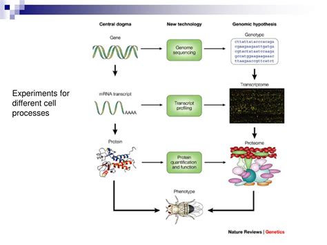 PPT - Molecular Biology Techniques PowerPoint Presentation, free download - ID:3551471