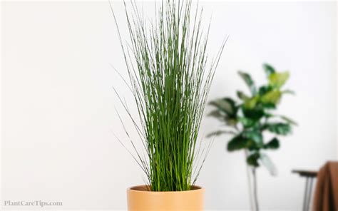 Juncus Pencil Grass Care Tips - Plants Care Tips