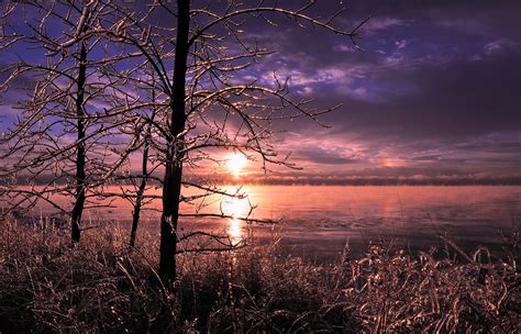 Download Ice Tree Sunset Lake Nature Winter HD Wallpaper