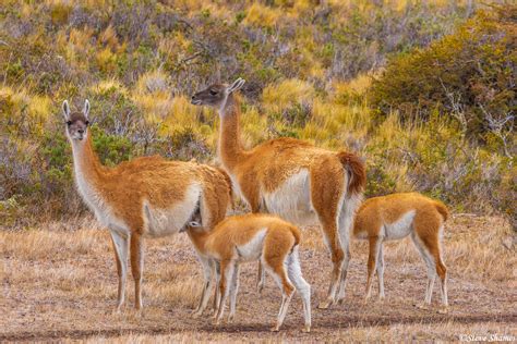 Guanacos | Patagonia, Chile | Steve Shames Photo Gallery