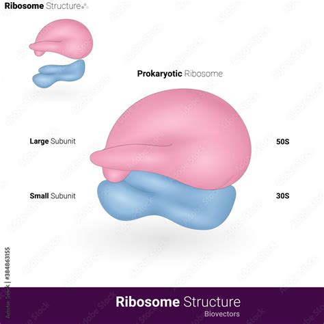 Structure of prokaryotic ribosome with 50s and 30s large and small subunits vector vector de ...