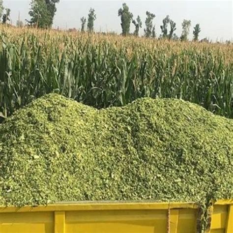 Corn Silage Cattle Feed, Packaging Type: Loose, Rs 5/kilogram Kaamdhenu Agrotrade Private ...