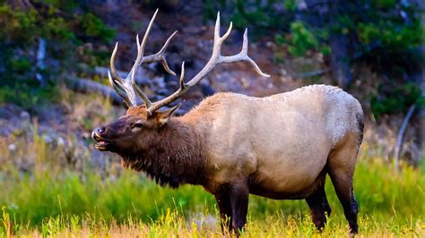 Smart elk herds careless tourist into his own personal pen at ...