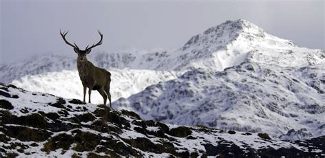 nature, Mountain, Snow, Deer Wallpapers HD / Desktop and Mobile Backgrounds