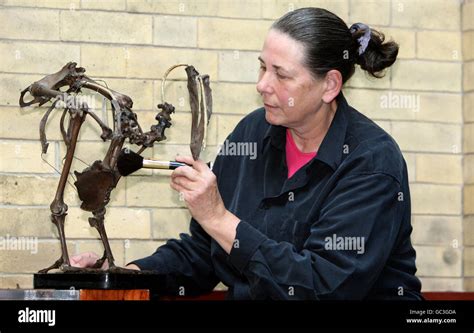 Dodo skeleton on display at World Museum Liverpool Stock Photo - Alamy