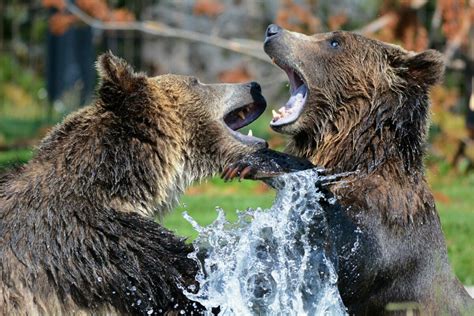 Los 10 animales más fuertes del mundo con los que preferirás no cruzarte