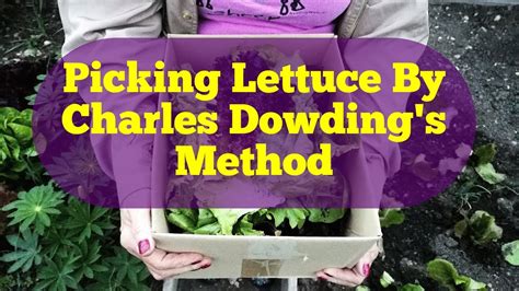 How To Pick Lettuce And Salad Leaves By Charles Dowding's Method /Allotment Kitchen Garden - YouTube