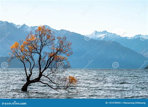 That Wanaka Tree Isolated in Lake Wanaka at Sunset in Autumn Season. I ...