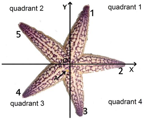 The strong arm of a starfish - Mapping Ignorance