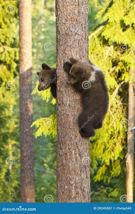 Two Brown Bear Cubs (Ursus Arctos) Climbing a Tree Stock Image - Image of family, danger: 20245507