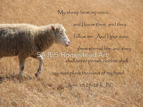 "My Sheep Hear My Voice..." by Sue Thompson | Redbubble