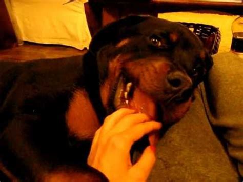 Agressive rottweiler bites human - YouTube