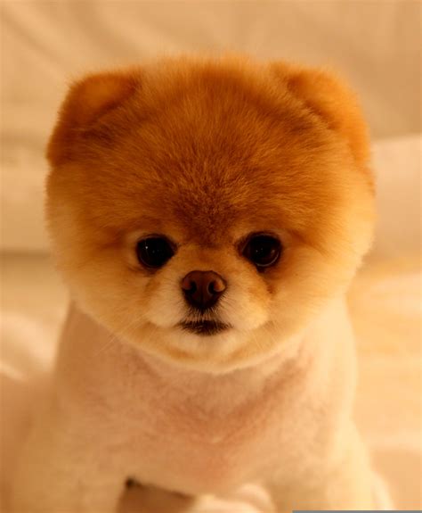 Boo, the world’s cutest dog! Featured on GMA this morning! | A Doggie Bloggie