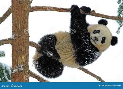 A Baby Panda is Playing on the Tree in Bifengxia Stock Image - Image of ...