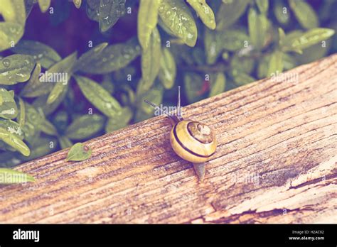 Common snail in a garden with green leaves Stock Photo - Alamy