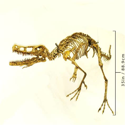 Velociraptor Mounted Skeleton - SkeletonsAndSkullsSuperstore