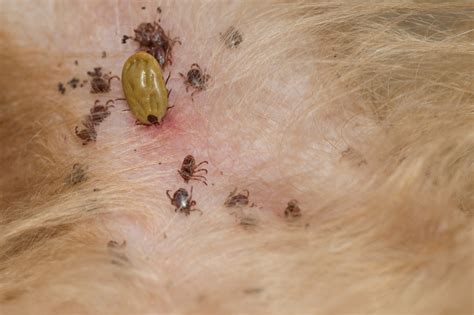 A Dog Owner’s Guide to Tick-Borne Diseases - Best Friends Veterinary Care