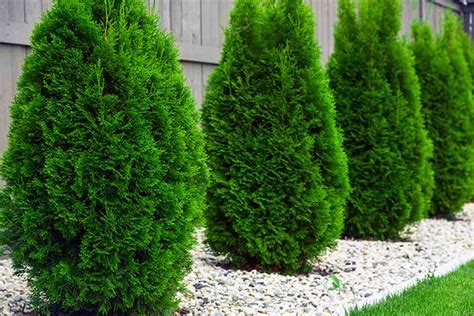 The Best Shrubs for Creating Hedges | Gardener’s Path