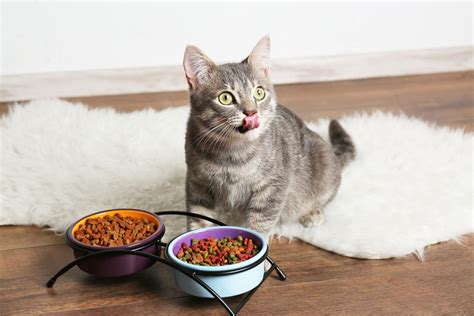 Why Is My Cat Always Hungry? - Webbox