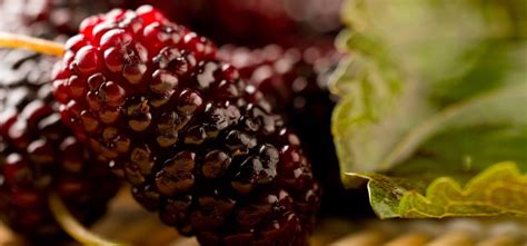 23 Surprising Benefits Of Mulberries (Shahtoot) For Skin, Hair, And Health