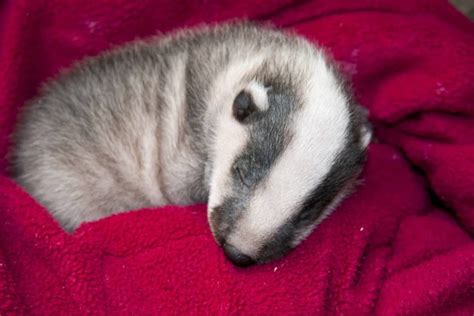 Badger Babies | An Ultimate Guide About Badger Cubs