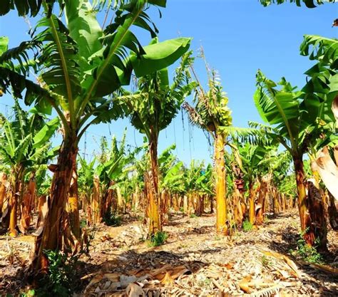 Banana Plantation — Stock Photo © ggkuna #1595451