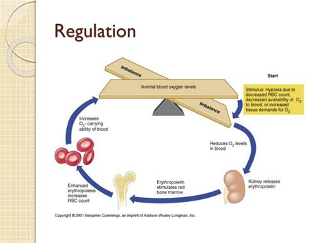 PPT - Erythropoietin PowerPoint Presentation, free download - ID:1747751