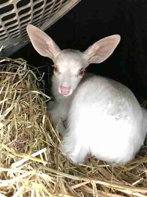 Rare Albino Fawn Rescued From Road In California - The Dodo