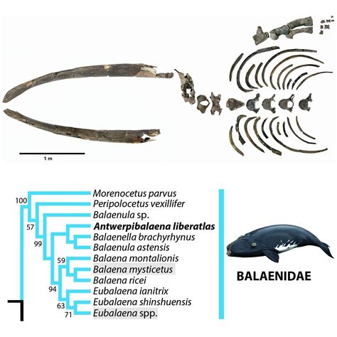 Species New to Science: [PaleoMammalogy • 2020] Antwerpibalaena liberatlas • A New Pliocene ...