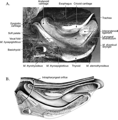 The anatomy of the larynx of the bowhead whale, Balaena mysticetus, and its sound‐producing ...