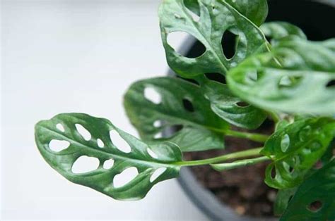 Aroid Care for Beginners: Plant Care Tips For Your Aroid Plants | Plantly