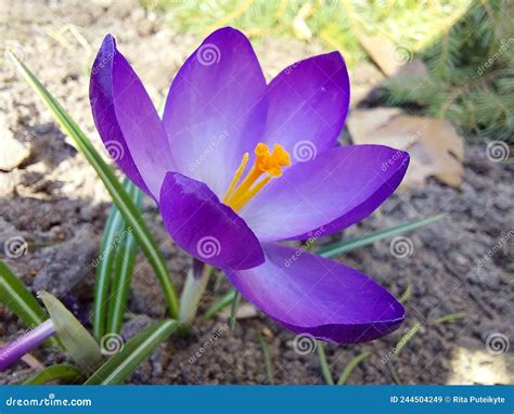 Crocus Vernus stock image. Image of iridaceae, spring - 244504249