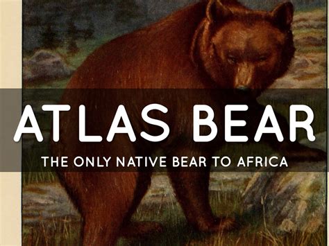 Atlas bear by Addison Howard